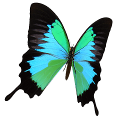 butterfly_main3_stroke butterfly_main3_stroke