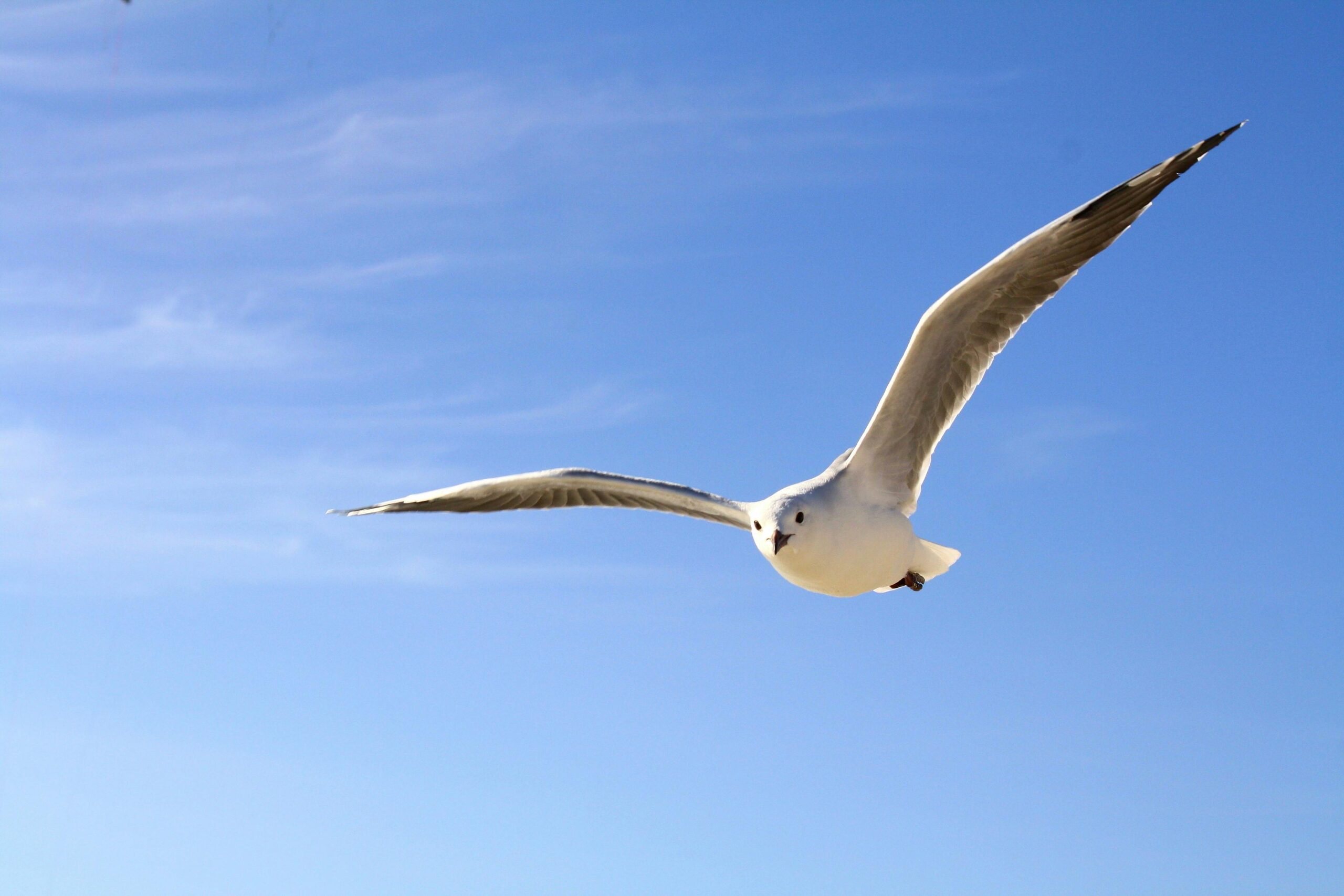 Read more about the article Noeleen: Flying Free